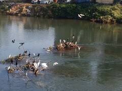 PHOTO: ही पांढरीशुभ्र फुलं नाहीत...! वाशिष्टीच्या तीरावर बगळ्यांची सफर, कोकणात पर्यटकांसाठी भन्नाट पर्वणी