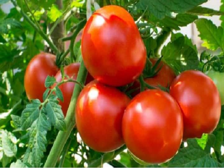 5 Side-effects of Excessive Tomato Consumption You Must Know அளவுக்கு அதிகமாக உணவில் தக்காளி சேர்க்கிறீங்களா? இந்த பக்க விளைவுகளும் வரலாம் கவனம்..
