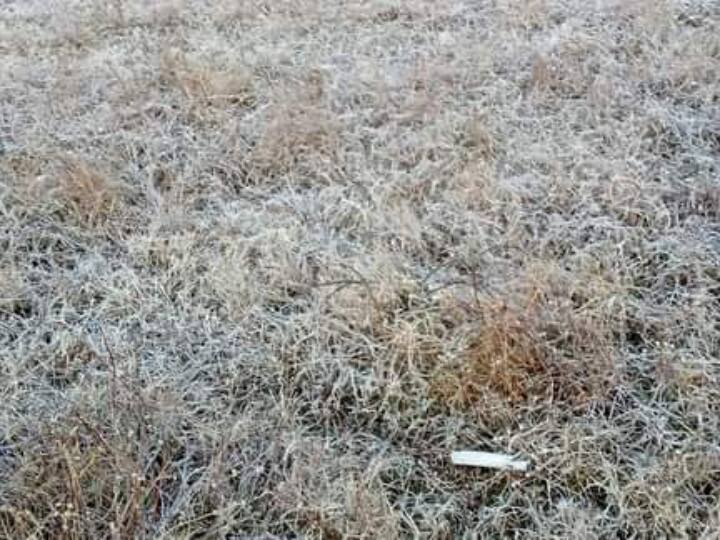 जिन इलाकों में ज्यादा ठंड का प्रकोप है. वहां सब्जियों की फसलें काली पड़ जा रही है. ऐसे में अगर ठंड का मिजाज ऐसा ही रहा तो किसानों की मेहनत पर पानी फिर सकता है.