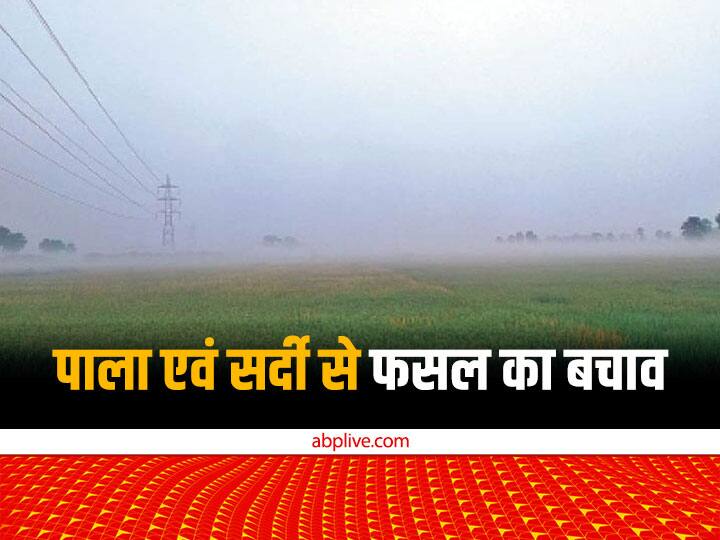 Weather Based Agro Advisory: क्या किसानों के लिए अच्छी है अभी पड़ने वाली सर्दी? रबी फसलों पर क्या असर पड़ेगा, यहां एक्सपर्ट से जानिए Winter Effect of frost, cold, cold wave on Rabi crops and preventive measures by agricultural experts Weather Based Agro Advisory: क्या किसानों के लिए अच्छी है अभी पड़ने वाली सर्दी? रबी फसलों पर क्या असर पड़ेगा, यहां एक्सपर्ट से जानिए