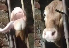 Viral Video: ਦਿਮਾਗ ਦੀ ਵਰਤੋਂ ਕਰਕੇ ਗਾਂ ਨੇ ਆਪਣੀ ਹੀ ਜੀਭ ਨਾਲ ਖੋਲਿਆ ਕੁੰਡਾ, ਇਹ ਵੀਡੀਓ ਦੇਖ ਤੁਸੀਂ ਵੀ ਰਹਿ ਜਾਓਗੇ ਹੈਰਾਨ