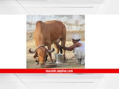 कडाक्याच्या थंडीने लम्पीग्रस्त जनावरांवर विषाणूजन्य आजारांचा विळखा, दूध उत्पादन घटण्याची भीती