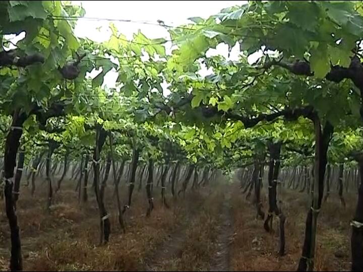 maharashtra news nashik grapes will be exported in huge quantity to europe Nashik Grapes: दोन वर्षांनंतर द्राक्ष उत्पादकांना सोन्याचे दिवस, दिड लाख टन द्राक्ष निर्यातीचं ध्येय
