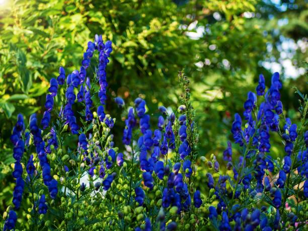 Dangerous Aconite Flower : घरात कोणतही शुभकार्य असो, त्यासाठी फुलांची (Flower) सजावट केली जाते. विविध रंगीबेरंगी सुवासिक फुले कार्यक्रमाची शोभा वाढवतात. रंगीत फुले पाहून मनही उत्साही होते.