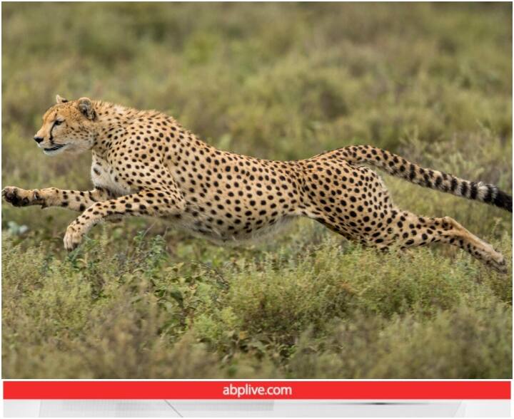 Cheetah is seen covering a distance of 22 feet in a single jump Video: एक ही कदम में 22 फीट की दूरी पार कर गया चीता, ये वीडियो हर किसी को पसंद आ रहा है