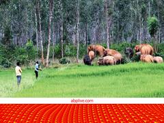 हाथियों के झुंड ने खेतों में मचाई तबाही, रातोंरात तहस-नहस हो गई कई एकड़ फसल, गांव में घुंसने से भी डर रहे अफसर