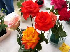 Akola News: तब्बल 14 प्रकारचे रंगीबेरंगी गुलाब अन् बरंच काही; अकोल्यातील पुष्प प्रदर्शनाची बातच न्यारी