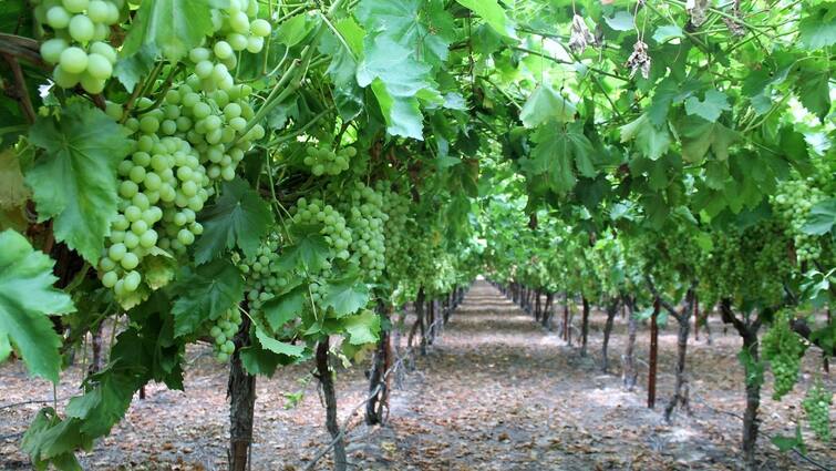 Maharashtra News Nashik News Fraud of grape trader in Nashik, grapes worth ten lakhs stolen Nashik News : नाशिकमधून विक्रीसाठी पाठवलेली दहा लाखांची द्राक्षे पळवली, पंचवटी पोलिसांत तक्रार 