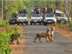 मध्य प्रदेश: पेंच बाघ अभ्यारण्य में गूंजी किलकारियां, बाघिन T4 ने दिया शावकों को जन्म