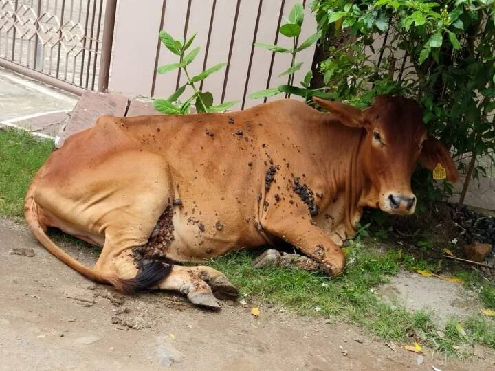 Bastar Lumpy Virus: छत्तीसगढ़ के बस्तर में लंपी वायरस की दस्तक, दो दिनों में 17 मवेशी मिले पॉजिटिव Chhattisgarh Bastar Lumpy Virus 17 Cattle Report Came Positive ANN Bastar Lumpy Virus: छत्तीसगढ़ के बस्तर में लंपी वायरस की दस्तक, दो दिनों में 17 मवेशी मिले पॉजिटिव