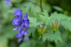 Aconite Flower : सौंदर्याच्या मोहात पडू नका! अतिशय विषारी आहे 'हे' फूल, मृत्यूचाही धोका