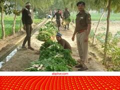 किसान तो किसान! जेल के कैदियों ने भी सब्जियां उगाकर बढ़ा ली अपनी आमदनी, अब दूसरी जेलों में भी हो रही डायरेक्ट सप्लाई