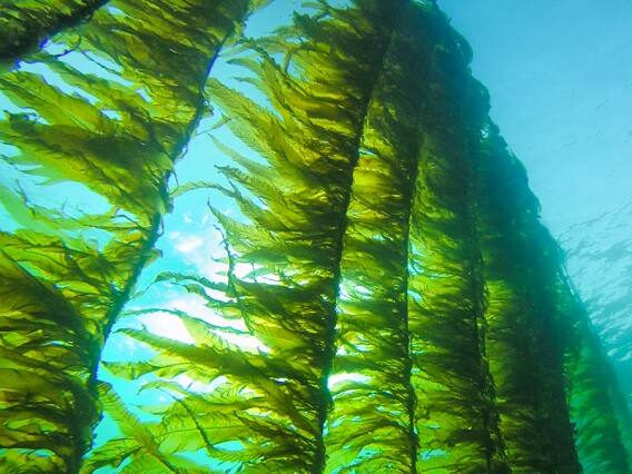 Organic Farming : IFFCO Sagarika Bio Fertilizer Made From Seaweed Improves Crop Quality and Productivity Agriculture : રાસાયણીક ખાતર છોડો અપનાવો આ ઓર્ગેનિક ખાતર, માત્ર 1 લિટરનો છંટકાવ કરી દેશે માલામાલ