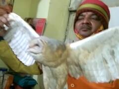 पतंग के मांझे से कटे दुर्लभ बर्न आउल के पैर, वन विभाग करवा रहा इलाज