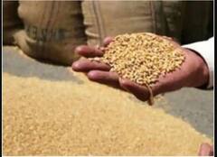 Trending: ਜਦੋਂ ਕਣਕ 1.6 ਰੁਪਏ ਪ੍ਰਤੀ ਕਿਲੋ ਮਿਲਦੀ ਸੀ, ਇੰਟਰਨੈਟ ‘ਤੇ ਵਾਇਰਲ ਹੋਈ ਬਿਲ ਦੀ ਇੱਕ ਫੋਟੋ