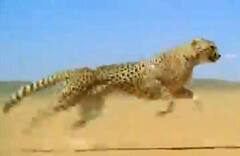 Viral Video: ਚੀਤੇ ਦੀ ਚਾਲ ਨੇ ਕਰ ਦਿੱਤਾ ਹੈਰਾਨ, ਛਾਲ ਤੇ ਸਪੀਡ ਦੇਖ ਤੁਸੀਂ ਵੀ ਰਹਿ ਜਾਓਗੇ ਹੈਰਾਨ