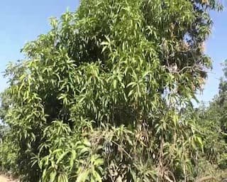 Amreli: સાવરકુંડલા પંથકમાં કેરીની ખેતી કરતાં ખેડૂતોની માઠી બેઠી, એક જ વૃક્ષના અડધા ભાગમાં ફાલ તો અડધો ભાગ ખાલીખમ
