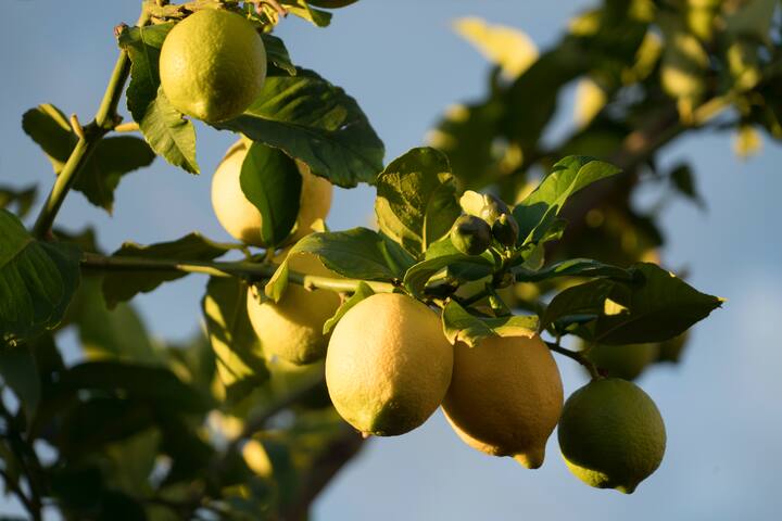 निरोगी त्वचा असावी अशी प्रत्येकाची इच्छा असते, लिंबू ही इच्छा पूर्ण करण्यास मदत करते.