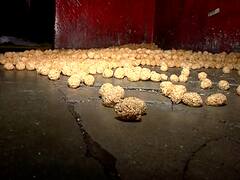 Makar Sankranti 2023: मकर संक्रांतीच्या सणावर महागाईचं सावट, तिळाच्या दरात ४० रुपयांची वाढ