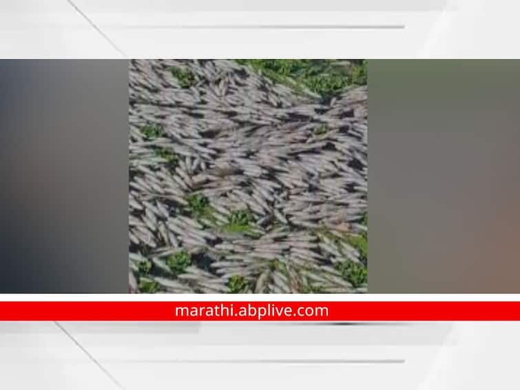 After the Panchganga thousands of fish died in warana river too in kolhapur latest marathi news update Warana River: आधी पंचगंगामध्ये आता वारणा नदीत;  हजारो माशांचा तडफडून मृत्यू; मळीचे पाणी नदीत सोडल्याने जलचर संकटात 