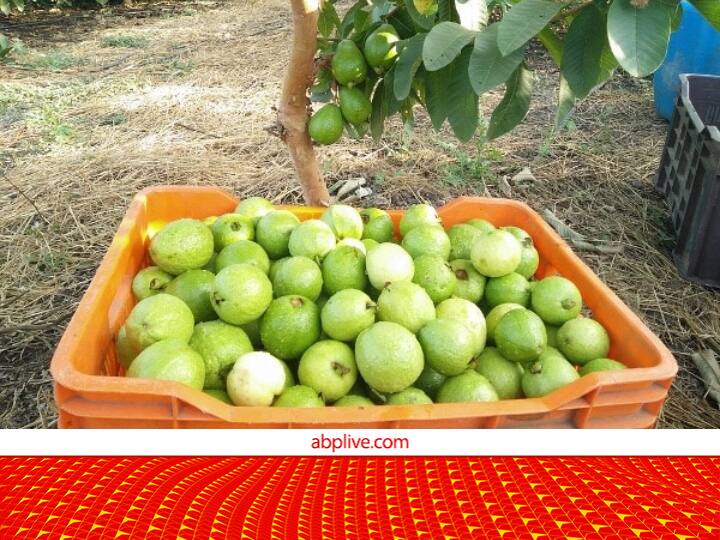 Sasni famous guava sold in Delhi-NCR now suffered Dimak and Ukhta Rog in orchards Guava Orchards: दिल्ली-NCR में बिकने वाले सासनी के फेमस अमरूद पर मंडरा रहा बीमारियों का साया, घटता जा रहा है रकबा