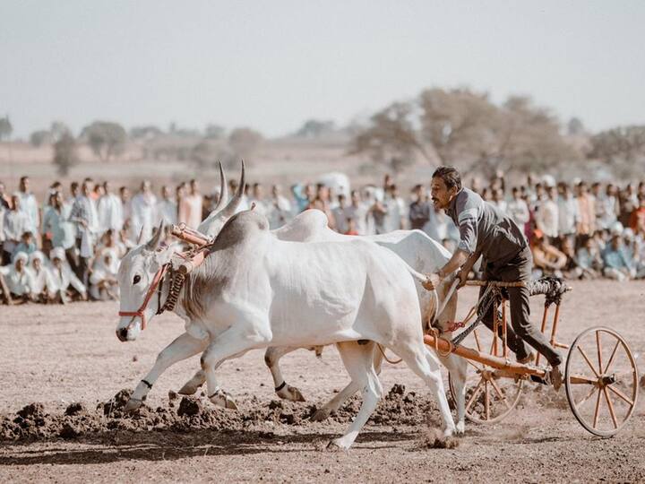 Aurangabad News: सिल्लोड येथे आयोजित करण्यात आलेल्या शेतकरी महोत्सवाच्या निमित्ताने शंकरपटचे आयोजन करण्यात आले आहे.