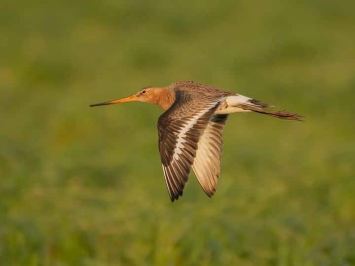 Godwit bird flew non stop for 11 days made a Guinness World Record बिना रुके 11 दिनों तक कैसे उड़ता रहा ये पक्षी, बनाया 13,560 किलोमीटर का वर्ल्ड रिकॉर्ड