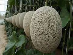 ये है ताईवान का फल, किसान ने खेती कर लाखों रुपये का मुनाफा कमा लिया