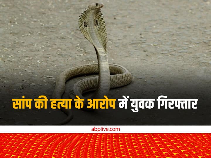 baghpat youth arrested for killing snake, forest department conducted postmortem, case registered ann Baghpat News: बागपत में सांप की हत्या के आरोप में युवक गिरफ्तार, वन विभाग ने कराया पोस्टमार्टम, केस दर्ज