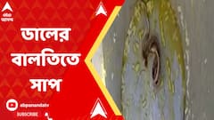 মিড ডে মিলে ডালের বালতিতে সাপ, রামপুরহাট মেডিক্যালে ভর্তি ১৬জন শিশু