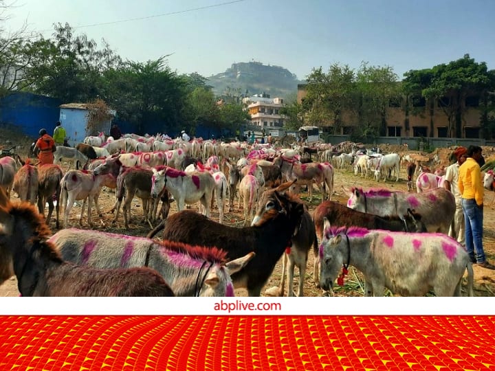 Donkey Fair in Baramati or Doney Market in Pune Jejuri on the Occasion of Paush Purnima Donkey Farming: देश में इस जगह 200 साल से लग रही गधों की मंडी, मजाक में ना लें.....कीमत जानकर होश उड जाएंगे
