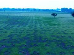 छत्तीसगढ़ में 40 नदियों के तट पर लगाए गए 46 लाख से अधिक फलदार पौधे, जानिए इसके पीछे की वजह