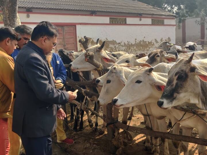 Agra Jail Special arrangements Cattle protect the Cow from winter ANN Agra News: गोवंश को सर्दी से बचाने के लिए जेल में किए गए विशेष इंतजाम, पहनाए जा रहे हैं काउ कोट