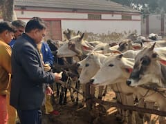 आगरा: गोवंश को सर्दी से बचाने के लिए जेल में किए गए विशेष इंतजाम, पहनाए जा रहे हैं काउ कोट
