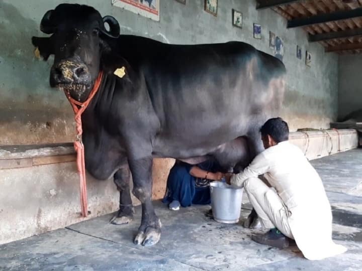 This buffalo of Haryana has the record of giving maximum milk in the country Haryana की 'रेशमा' ने बनाया सबसे ज्यादा दूध देने का नेशनल रिकॉर्ड, लीटर जानकर चौंक जाएंगे
