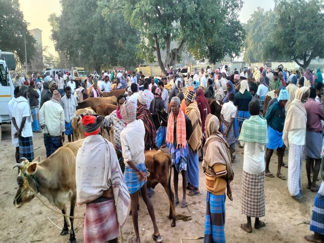 பொங்கல்: அரூர் சந்தையில் ஆடு, மாடு ரூ.4 கோடிக்கு விற்பனை