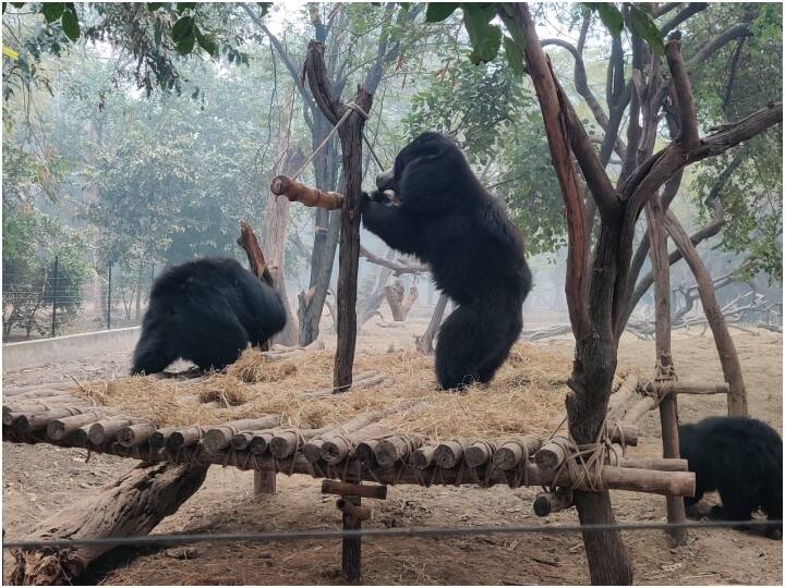 agra bear protection center is working hard to save wild animals in winter ann Agra News: आगरा में कड़ाके की ठंड भालुओं के लिए आफत, शीतलहर से बचाने के लिए किए गए खास इंतजाम