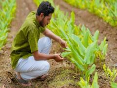 केंद्र सरकारचा मोठा निर्णय; सेंद्रीय आणि देशी बीजोत्पादनाला प्रोत्साहन देण्यासाठी सहकारी शिखर संस्था स्थापन