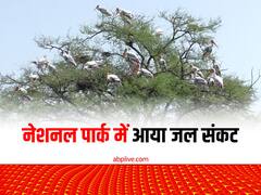पांचना बांध से पानी नहीं छोड़ने का असर केवलादेव नेशनल पार्क पर दिखा, इस साल केवल 27 पेलिकन ही आए