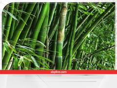 Fengshui Tips: सुख-समृद्धि के लिए घर में लाएं फेंगशुई की ये 6 चीजें, खूब होगी तरक्की