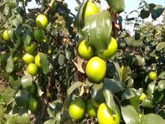 धुळ्याची अॅप्पल बोरं देशाच्या राजधानीत, योग्य नियोजनातून लाखो रुपयांचा नफा; वाचा कैलास रोकडेंची यशोगाथा 