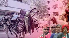 Hyderabad లో గంగిరెద్దులు ఆడించడమంటే ప్రాణాలు పణంగా పెట్టాల్సిందే