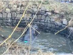 जशपुर: लोगों ने खदेड़ा तो कुएं में गिरा नन्हा हाथी, JCB से रेस्क्यू, निकलते ही ग्रामीण को किया घायल