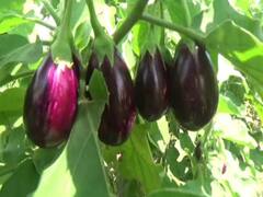 தருமபுரி: கத்திரிக்காய் வரத்து குறைவால் விலை அதிகரிப்பு - விவசாயிகள் மகிழ்ச்சி