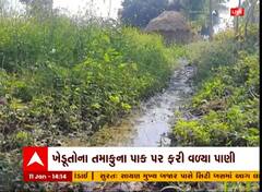 Kheda : MGVCLના પાપે ખેડૂતોને ભારે નુકસાન, જુઓ શું થયું?