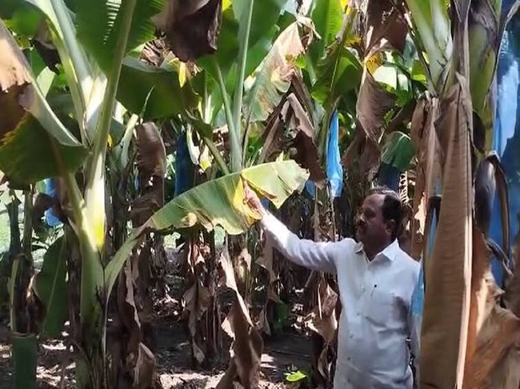 Maharashtra Agriculture News Effect of cold Weather on banana in Jalgaon  Agriculture News : जळगावमध्ये वाढत्या थंडीचा केळीवर परिणाम, चरका आणि करपा रोगाचा प्रादुर्भाव वाढल्यानं कोट्यवधी रुपयांचा फटका