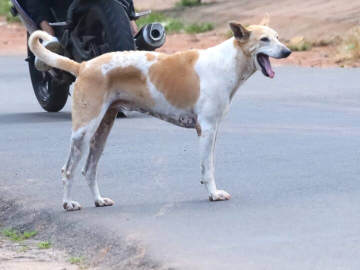 UP News: कुत्ते के भौंकने को लेकर दो पक्षों में खूनी संघर्ष, हिंसक झड़प में महिला की मौत और 5 घायल UP Ballia A Woman Dead and 5 injured in clash barking of dog 2 Sides UP News: कुत्ते के भौंकने को लेकर दो पक्षों में खूनी संघर्ष, हिंसक झड़प में महिला की मौत और 5 घायल