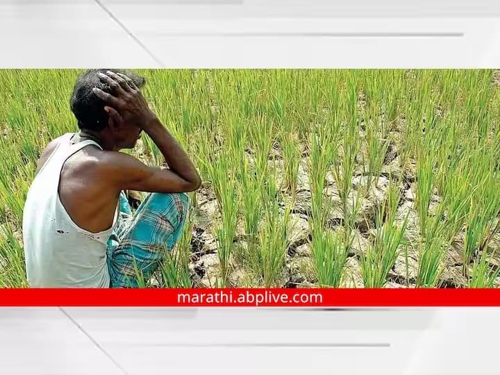 maharashtra News Farmer Suicide News More than a thousand farmers committed suicide in Marathwada last year धक्कादायक आकडेवारी! गेल्यावर्षी मराठवाड्यातील तब्बल एक हजारपेक्षा अधिक शेतकऱ्यांची आत्महत्या