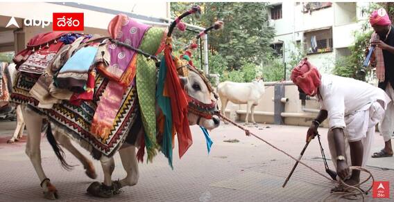 Hyderabad లో గంగిరెద్దులు ఆడించడమంటే ప్రాణాలు ఫణంగా పెట్టాల్సిందే