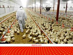 Bird Flue की दहशत में पोल्ट्री किसान, पहले 200 बतखों की मौत, अब 3000 पक्षियों को खत्म करके जारी की एडवायजरी